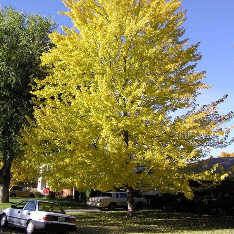 15 Fast-Growing Trees That Will Transform Your Landscape In No Time - 127