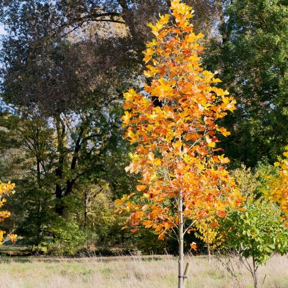 15 Fast-Growing Trees That Will Transform Your Landscape In No Time - 129