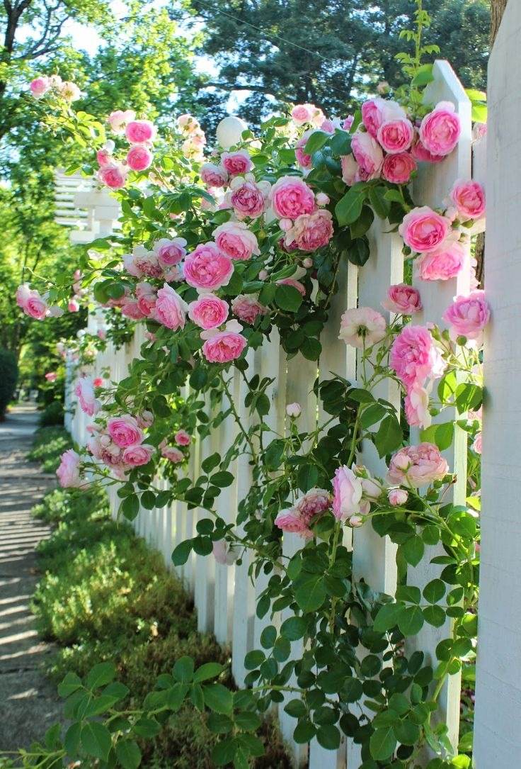 33 Garden Fence Ideas Adorned With Stunning Flowers - 211