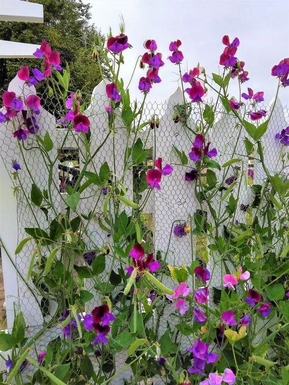 33 Garden Fence Ideas Adorned With Stunning Flowers - 227