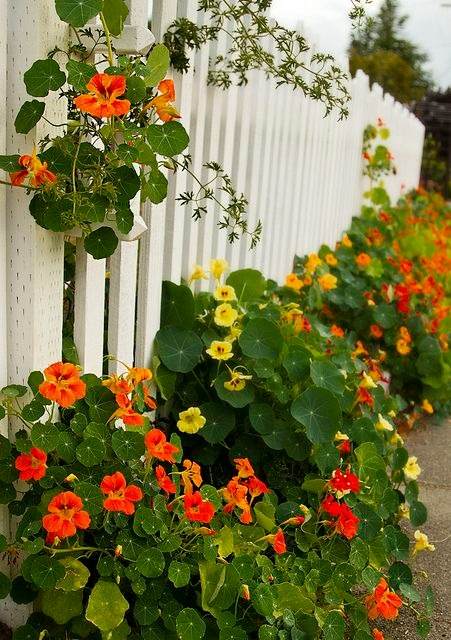 33 Garden Fence Ideas Adorned With Stunning Flowers - 229