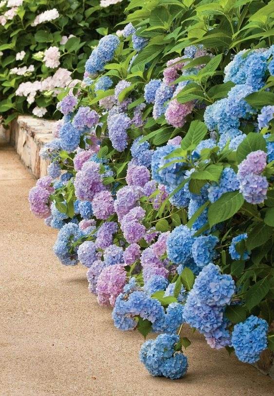 33 Garden Fence Ideas Adorned With Stunning Flowers - 231