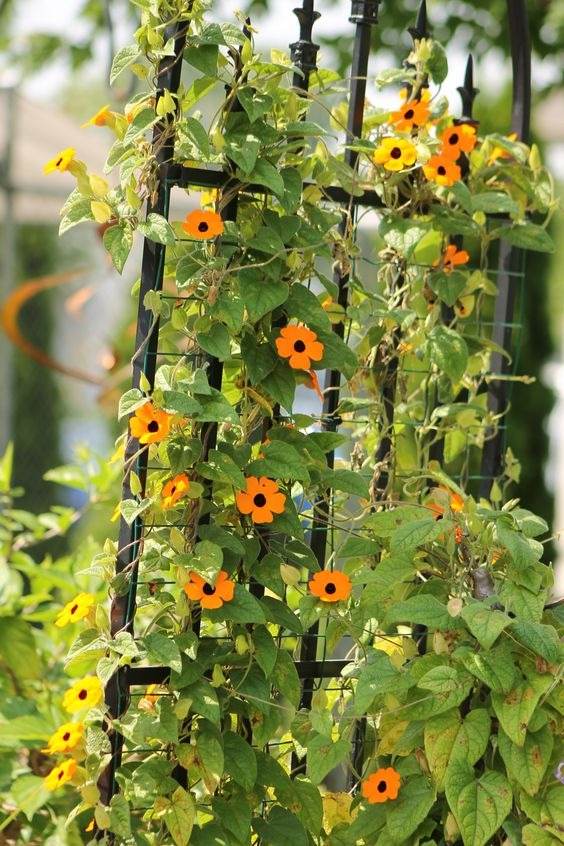 33 Garden Fence Ideas Adorned With Stunning Flowers - 245