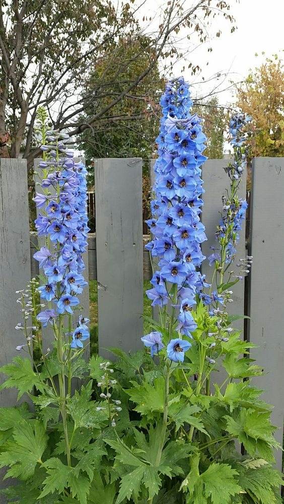 33 Garden Fence Ideas Adorned With Stunning Flowers - 257