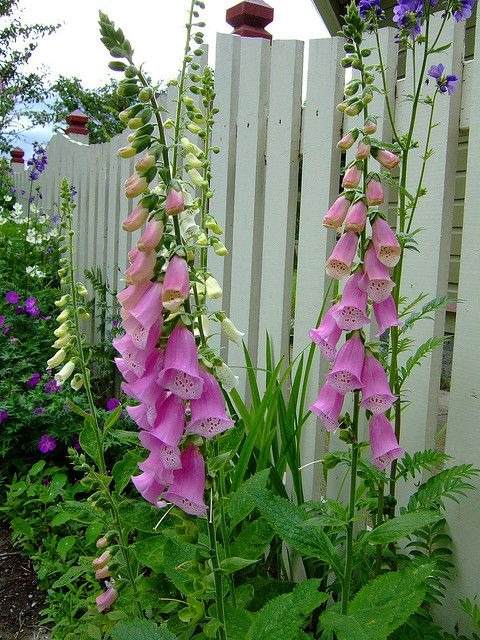 33 Garden Fence Ideas Adorned With Stunning Flowers - 259