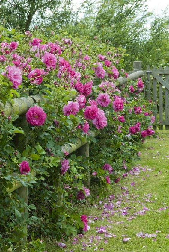 33 Garden Fence Ideas Adorned With Stunning Flowers - 261