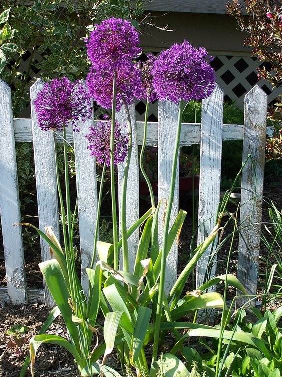 33 Garden Fence Ideas Adorned With Stunning Flowers - 263