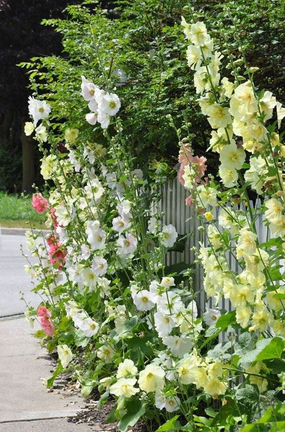 33 Garden Fence Ideas Adorned With Stunning Flowers - 269