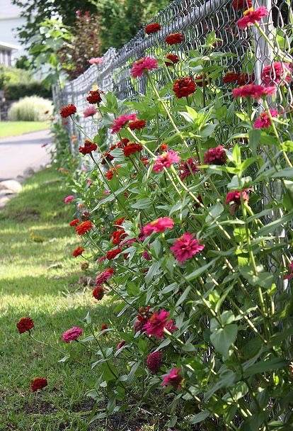 33 Garden Fence Ideas Adorned With Stunning Flowers - 253