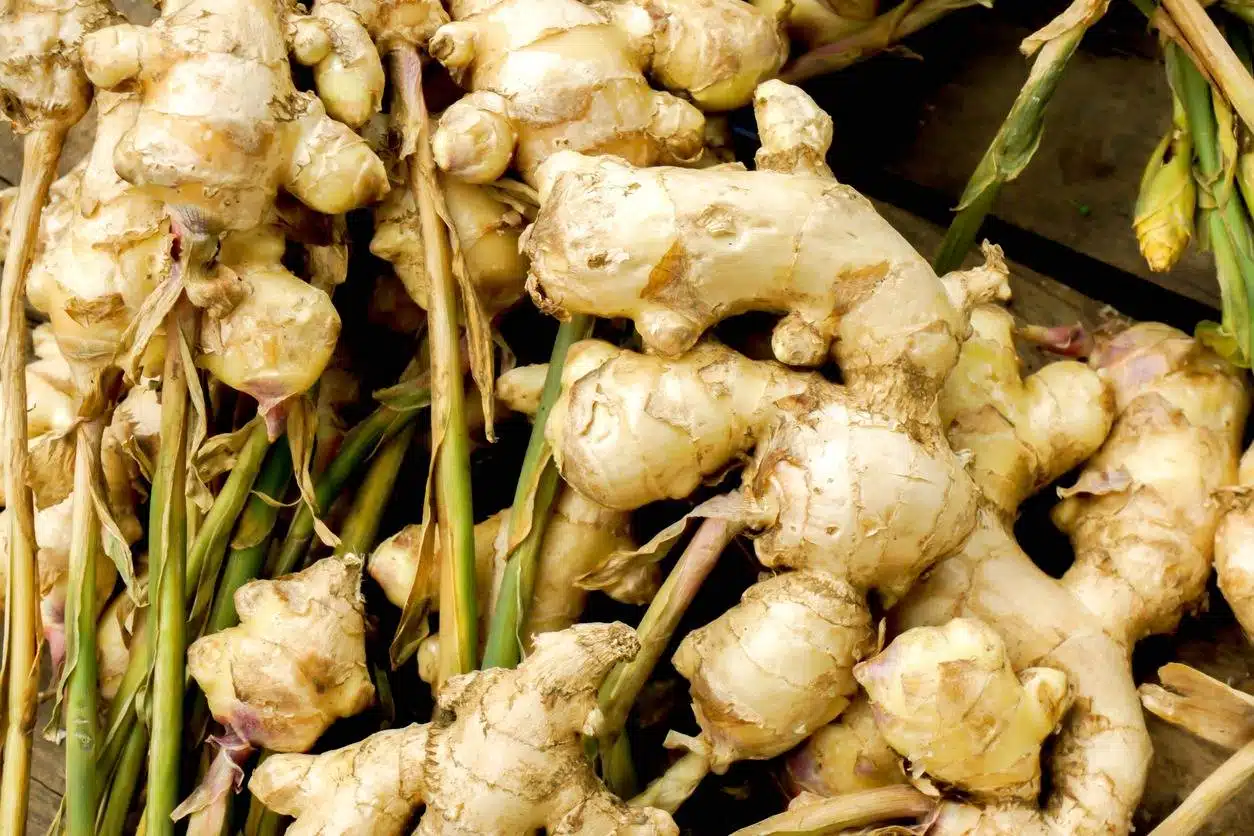 10 Secrets For Planting Ginger In Pots For Endless Harvests - 61