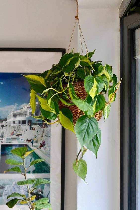 17 Hanging Basket Plants That Will Thrill You With Their Beauty - 115