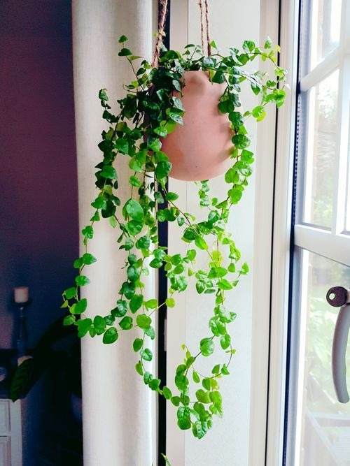 17 Hanging Basket Plants That Will Thrill You With Their Beauty - 119