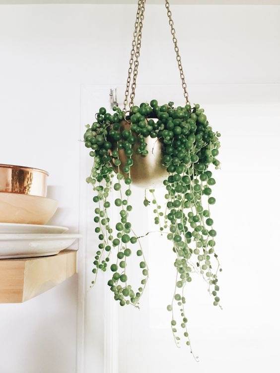 17 Hanging Basket Plants That Will Thrill You With Their Beauty - 121