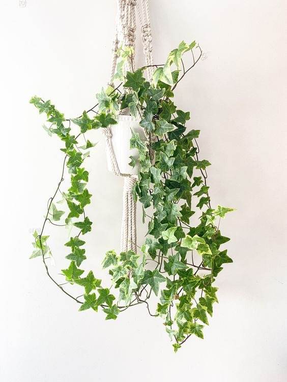 17 Hanging Basket Plants That Will Thrill You With Their Beauty - 123