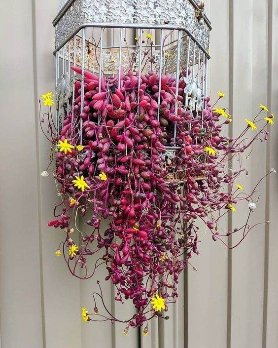 17 Hanging Basket Plants That Will Thrill You With Their Beauty - 125