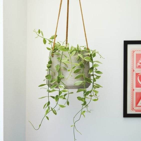 17 Hanging Basket Plants That Will Thrill You With Their Beauty - 127