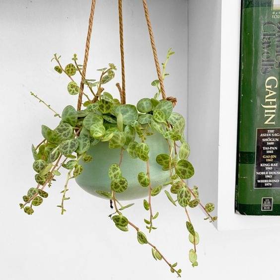 17 Hanging Basket Plants That Will Thrill You With Their Beauty - 131