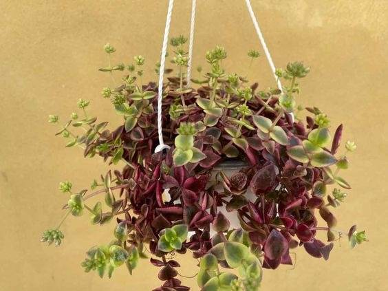 17 Hanging Basket Plants That Will Thrill You With Their Beauty - 133