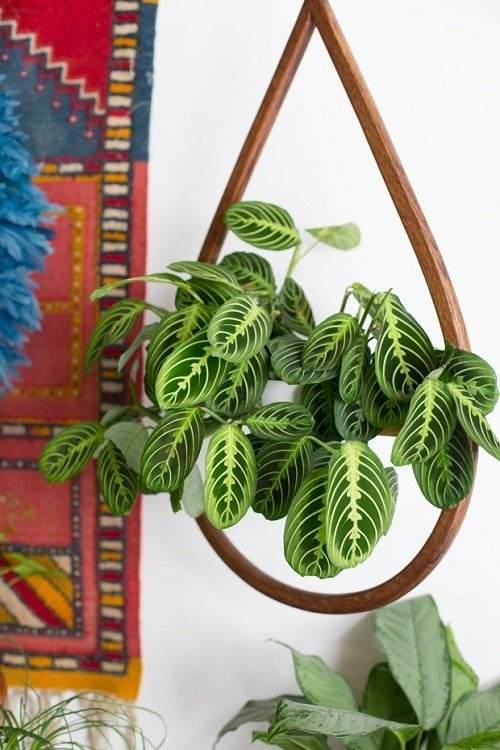 17 Hanging Basket Plants That Will Thrill You With Their Beauty - 135