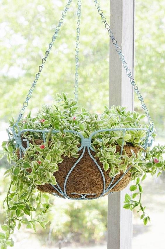 17 Hanging Basket Plants That Will Thrill You With Their Beauty - 137