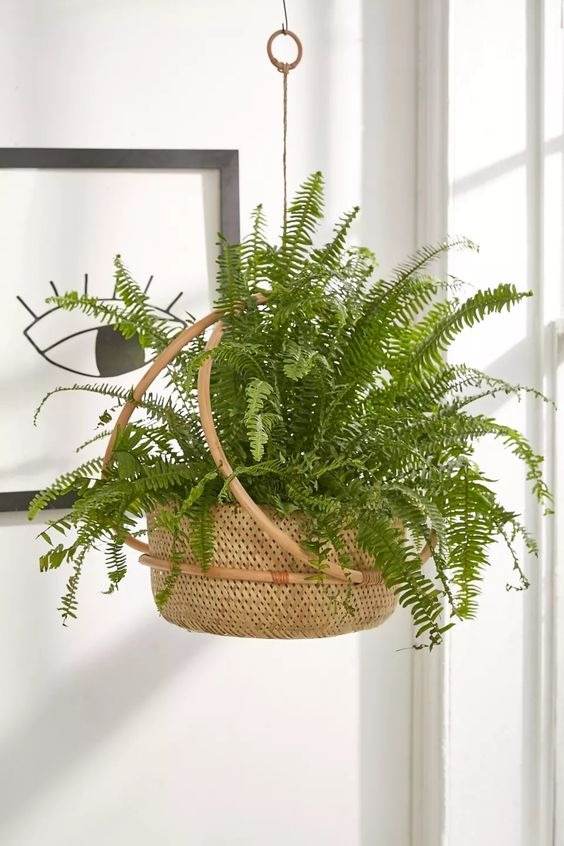 17 Hanging Basket Plants That Will Thrill You With Their Beauty - 139