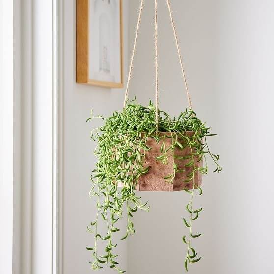 17 Hanging Basket Plants That Will Thrill You With Their Beauty - 143