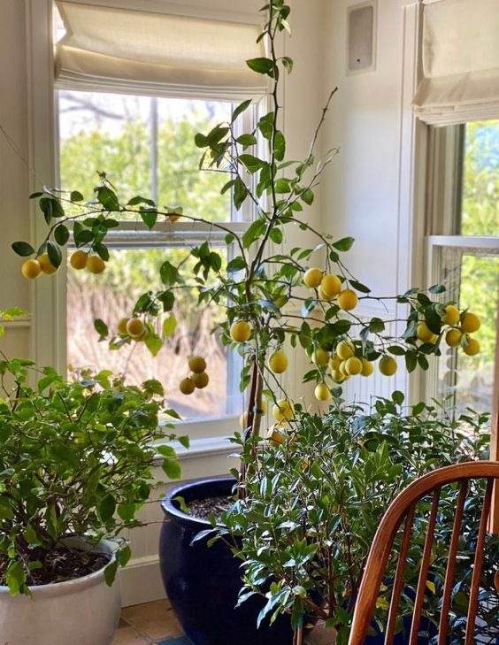35 Inspiring Garden Ideas For Wannabe Plant Parents - 233