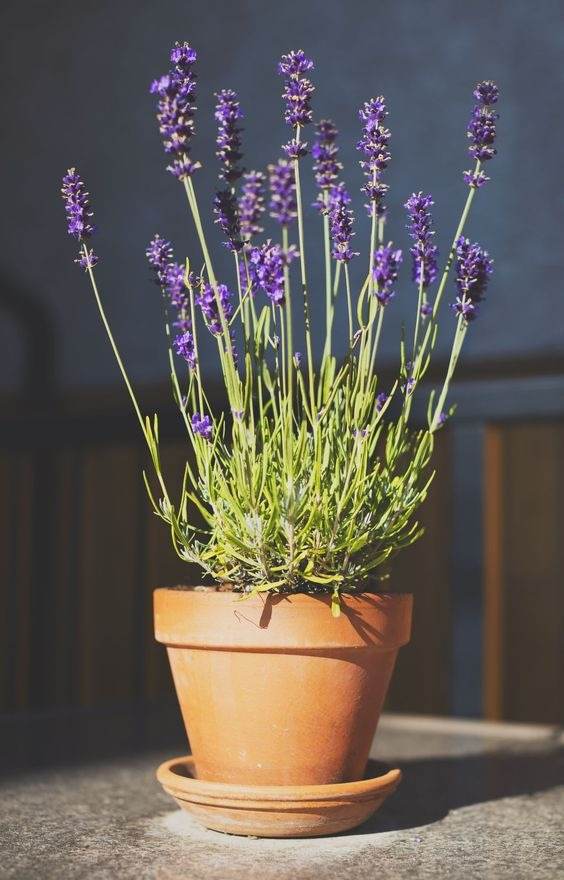 No More Bugs! 15 Indoor Plants That Protect Your Home From Pests - 103