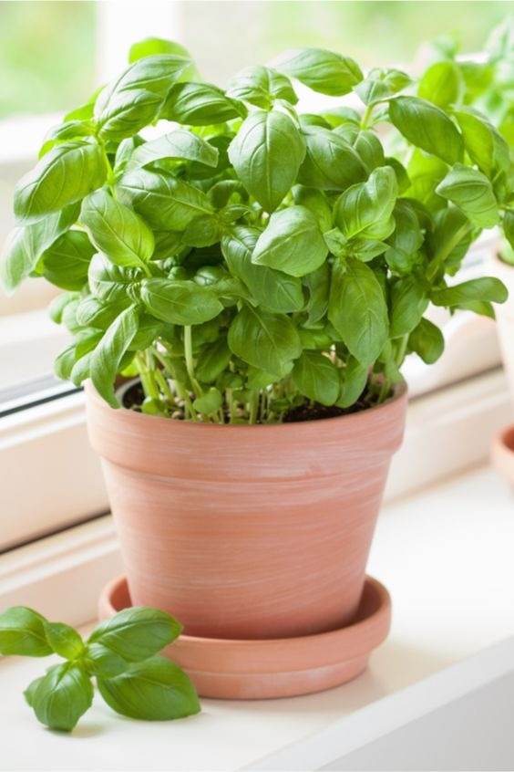 No More Bugs! 15 Indoor Plants That Protect Your Home From Pests - 109