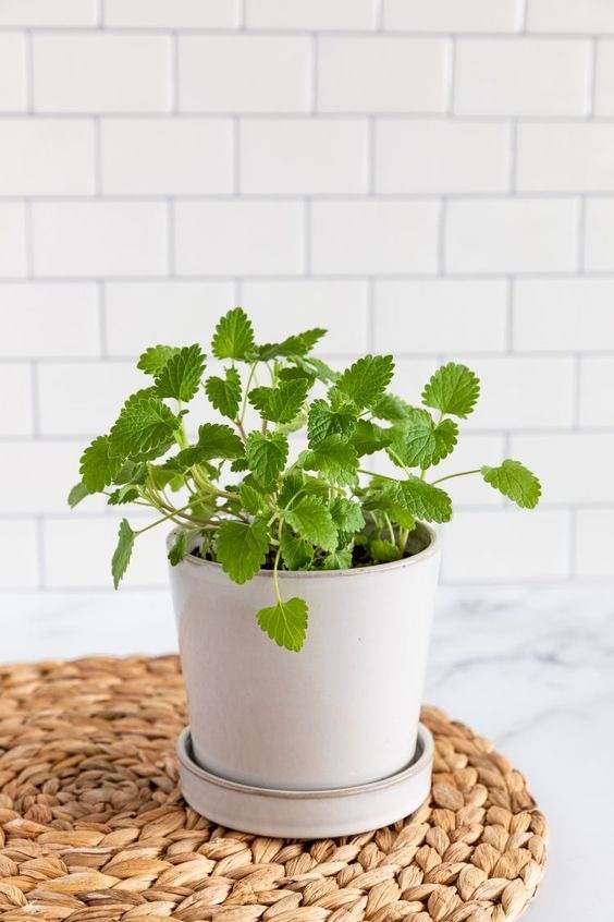 No More Bugs! 15 Indoor Plants That Protect Your Home From Pests - 115