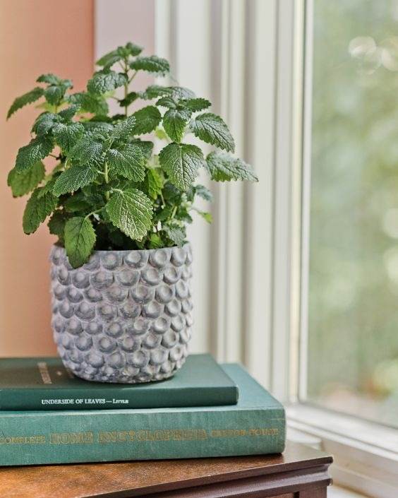 No More Bugs! 15 Indoor Plants That Protect Your Home From Pests - 121