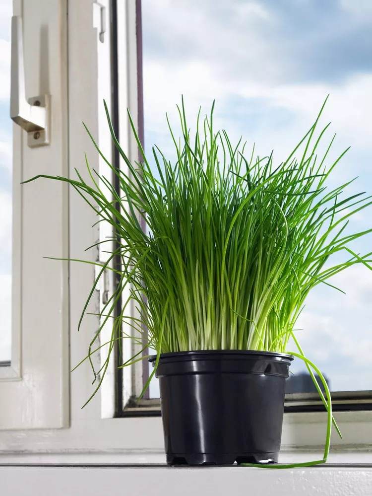 No More Bugs! 15 Indoor Plants That Protect Your Home From Pests - 123