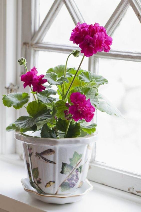 No More Bugs! 15 Indoor Plants That Protect Your Home From Pests - 127