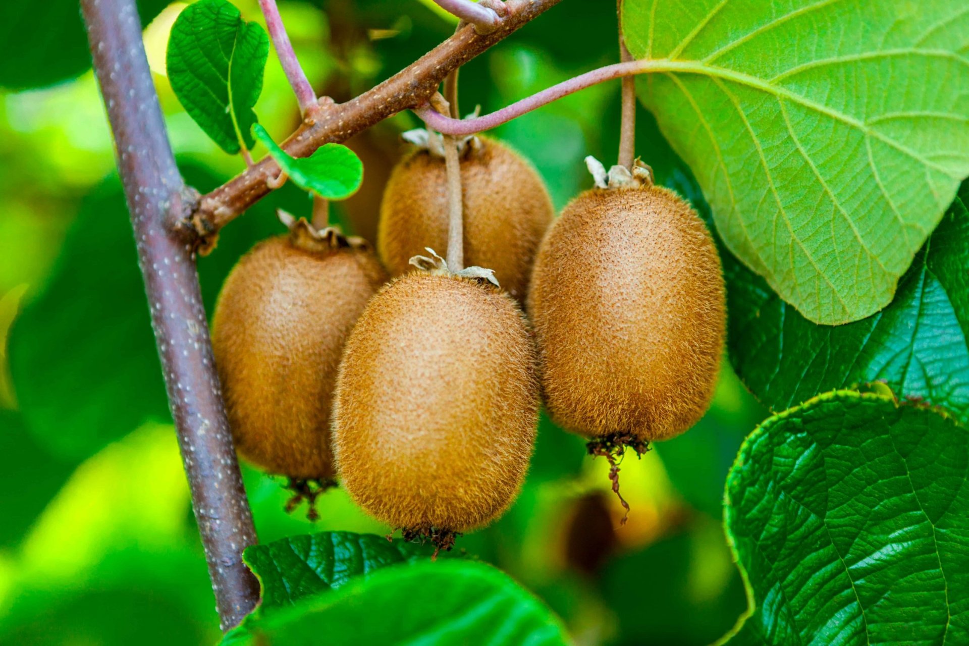 10 Guided Steps To Successfully Grow Kiwi In A Pot 10 Guided Steps To Successfully Grow Kiwi In A Pot