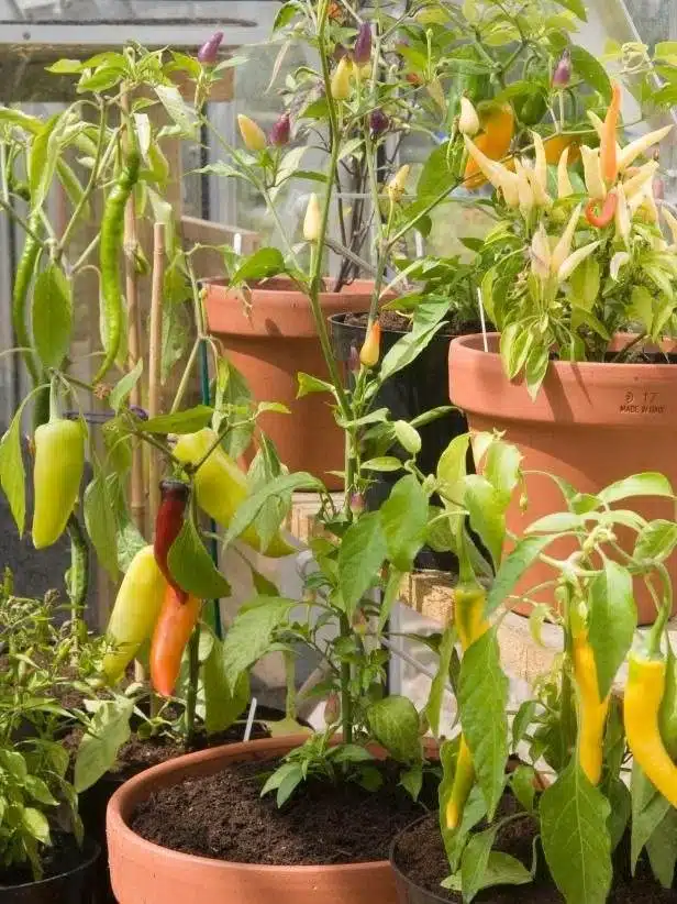 6 Amazing Secrets To Grow Peppers Faster, Bigger, And Better - 85