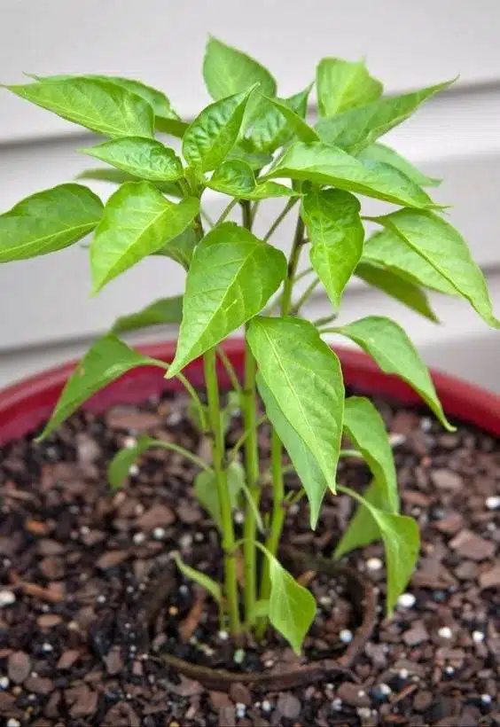 6 Amazing Secrets To Grow Peppers Faster, Bigger, And Better - 75