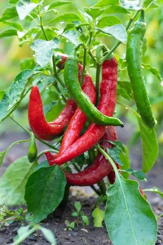 6 Amazing Secrets To Grow Peppers Faster, Bigger, And Better - 81