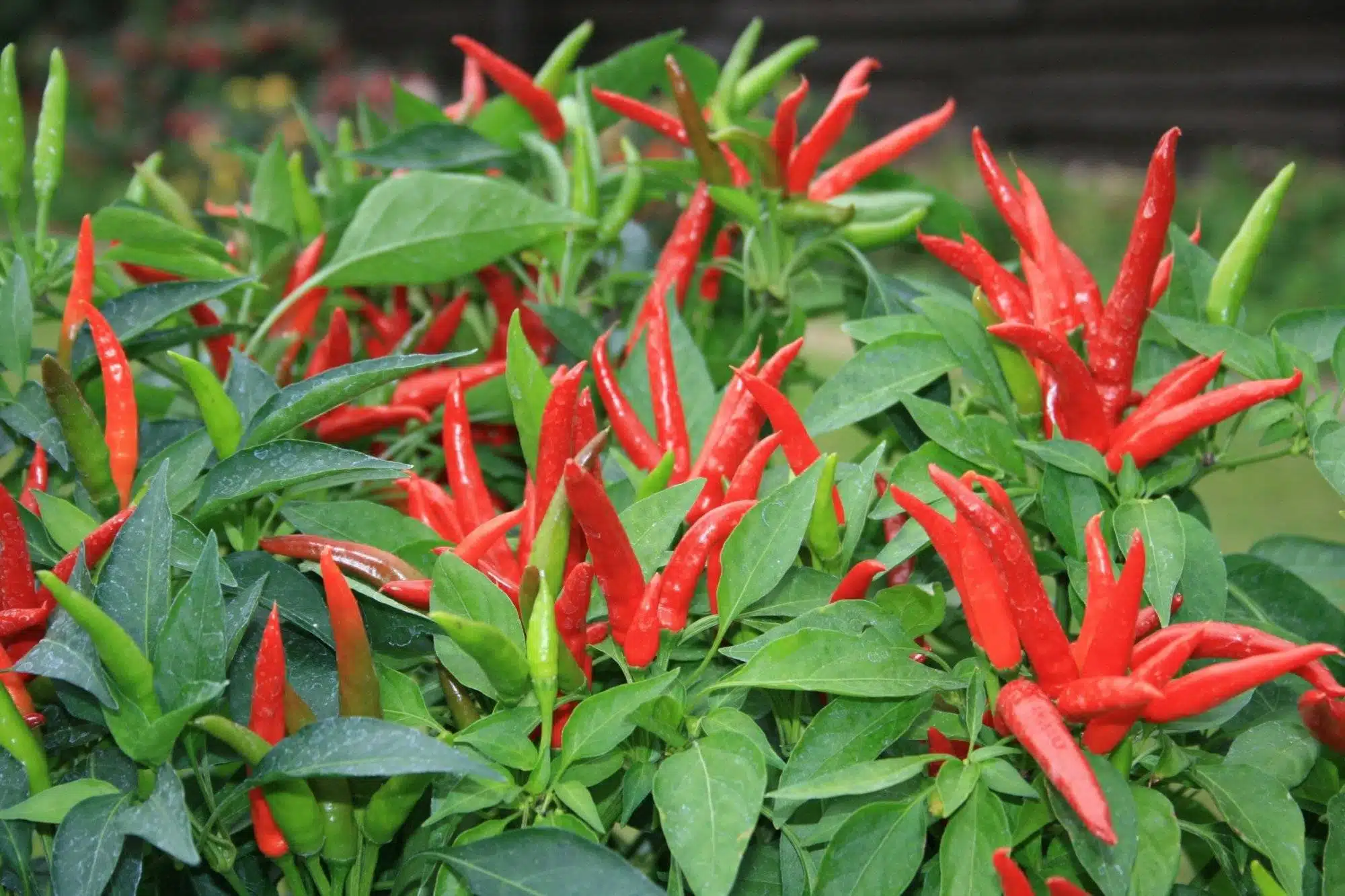 6 Amazing Secrets To Grow Peppers Faster, Bigger, And Better - 89