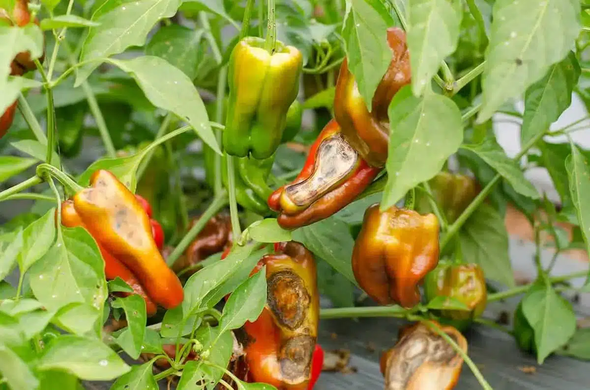 6 Amazing Secrets To Grow Peppers Faster, Bigger, And Better - 87