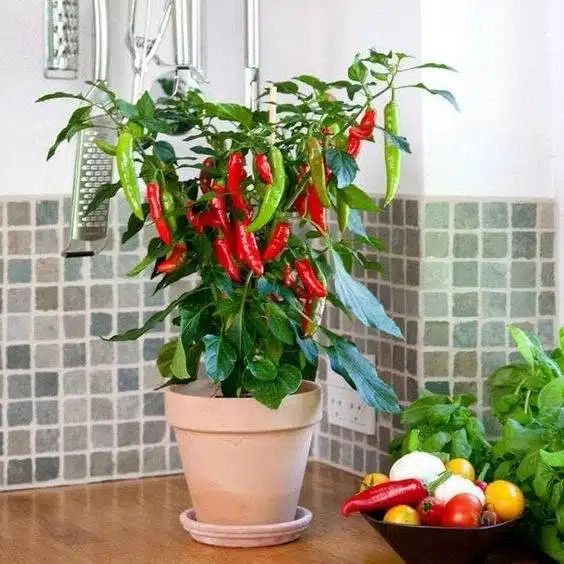 6 Amazing Secrets To Grow Peppers Faster, Bigger, And Better - 77