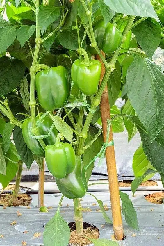 6 Amazing Secrets To Grow Peppers Faster, Bigger, And Better - 83