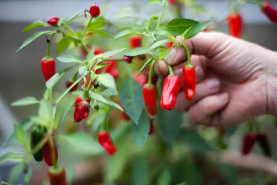 6 Amazing Secrets To Grow Peppers Faster, Bigger, And Better - 91