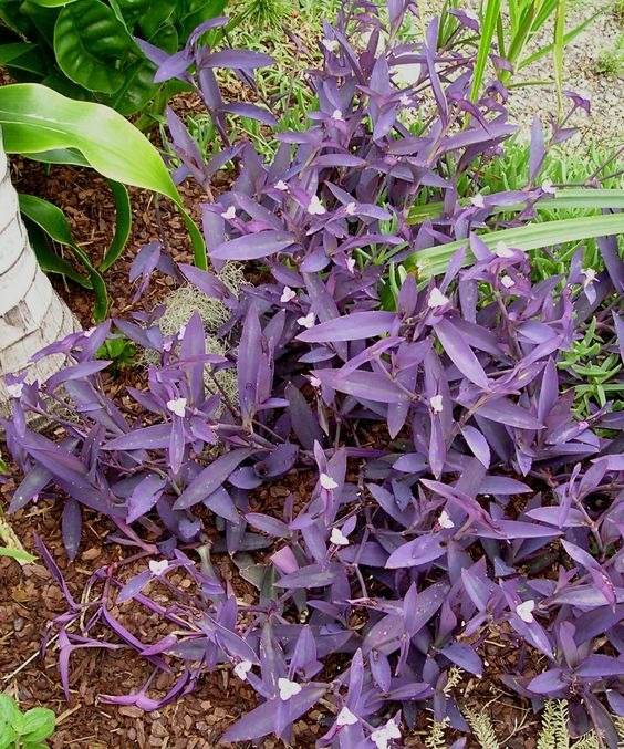 30 Enchanting Landscaping Ideas With Gorgeous Purple Plants - 193