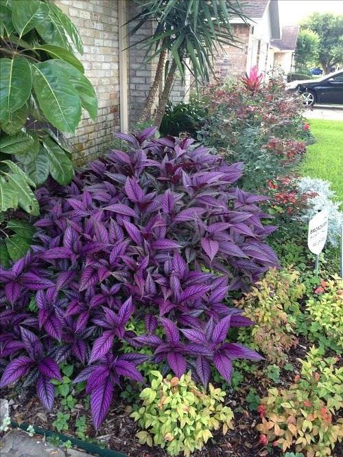 30 Enchanting Landscaping Ideas With Gorgeous Purple Plants - 195