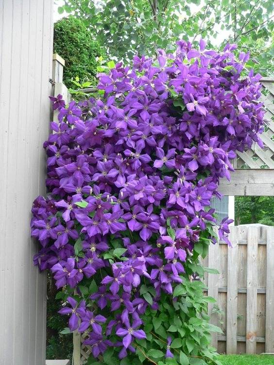 30 Enchanting Landscaping Ideas With Gorgeous Purple Plants - 201