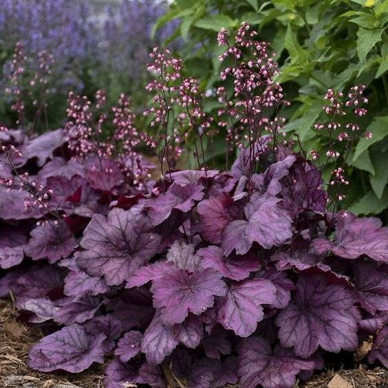 30 Enchanting Landscaping Ideas With Gorgeous Purple Plants - 205