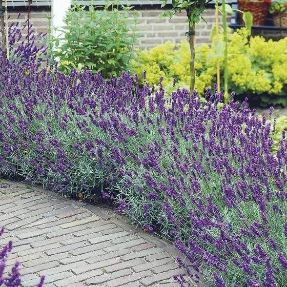 30 Enchanting Landscaping Ideas With Gorgeous Purple Plants - 217