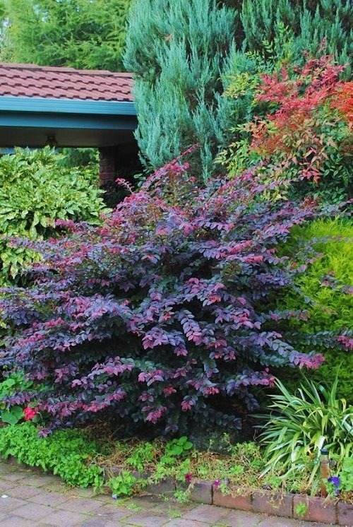 30 Enchanting Landscaping Ideas With Gorgeous Purple Plants - 219