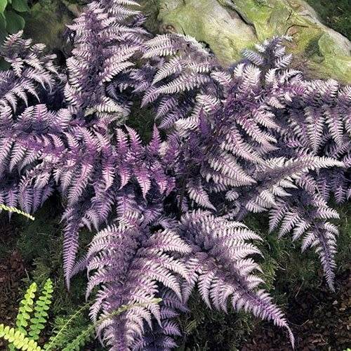 30 Enchanting Landscaping Ideas With Gorgeous Purple Plants - 225