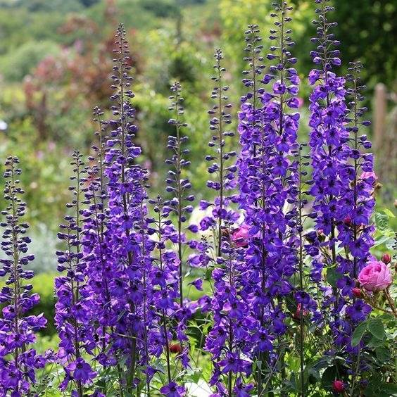 30 Enchanting Landscaping Ideas With Gorgeous Purple Plants - 243